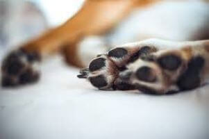 Diamancel takes care of animals